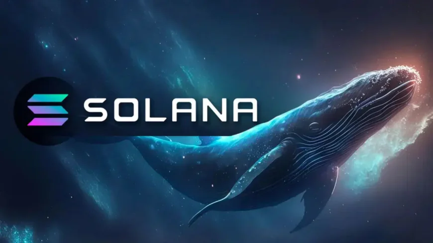 Whale Moves $51M in SOL — Is a Major Sell-Off Incoming?
