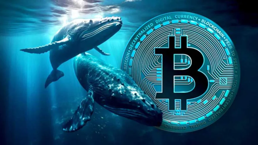 Bitcoin Whales Gobble Up $7.5B in BTC: Is a Massive Rally Coming?